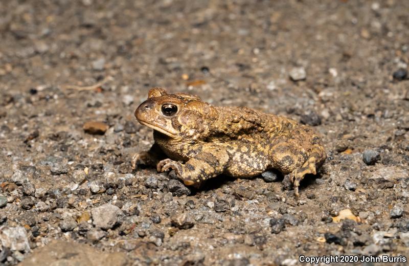 Eastern American Toad (Anaxyrus americanus americanus)