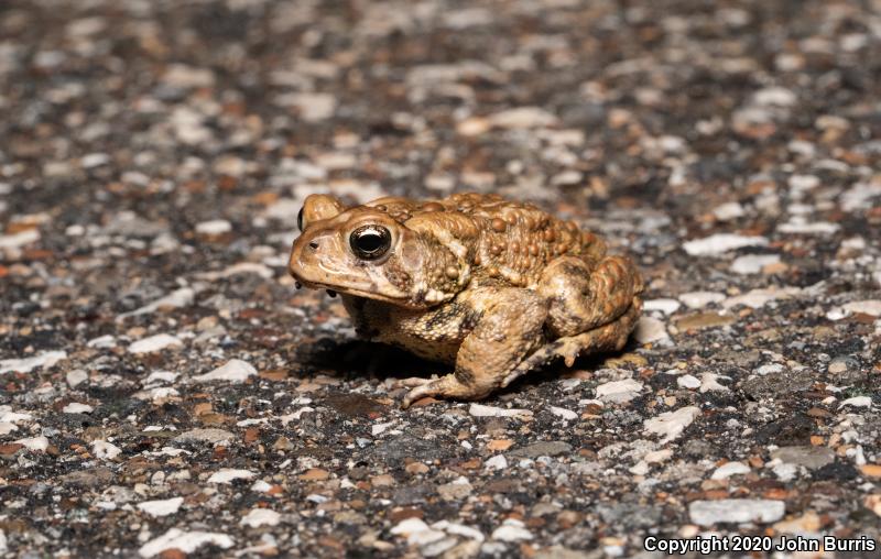 Eastern American Toad (Anaxyrus americanus americanus)