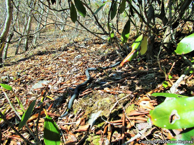 Northern  Black Racer (Coluber constrictor constrictor)