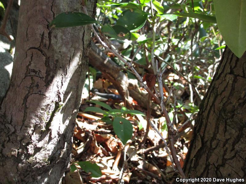 Northern  Black Racer (Coluber constrictor constrictor)