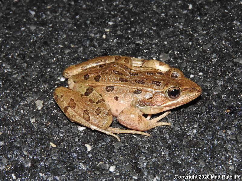 Atlantic Coast Leopard Frog (Lithobates kauffeldi)