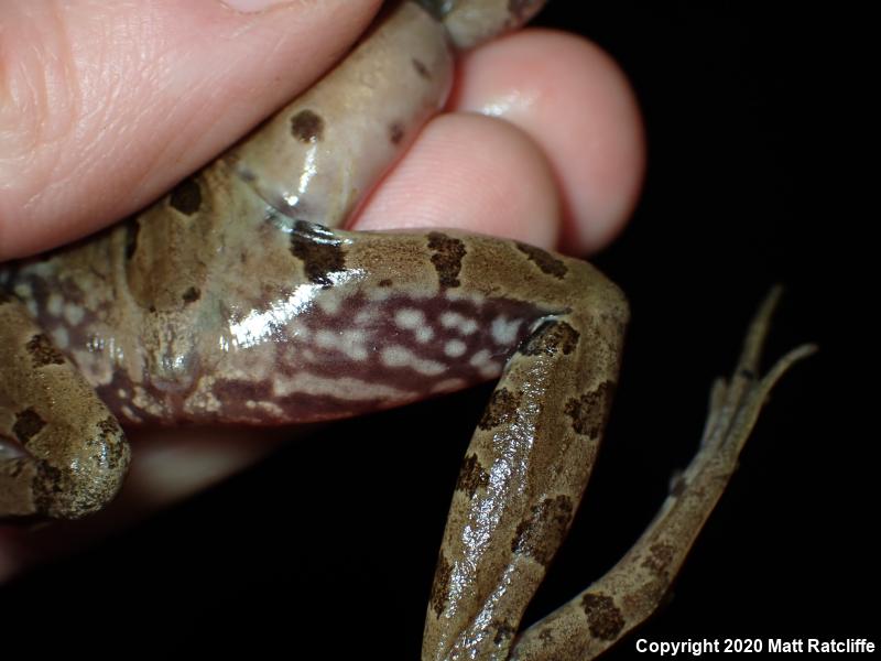 Atlantic Coast Leopard Frog (Lithobates kauffeldi)