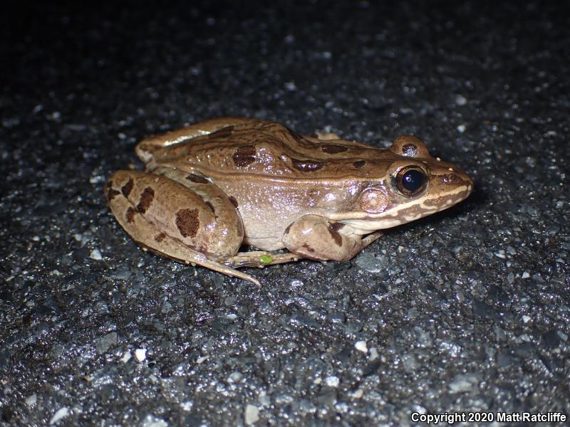 Atlantic Coast Leopard Frog (Lithobates kauffeldi)