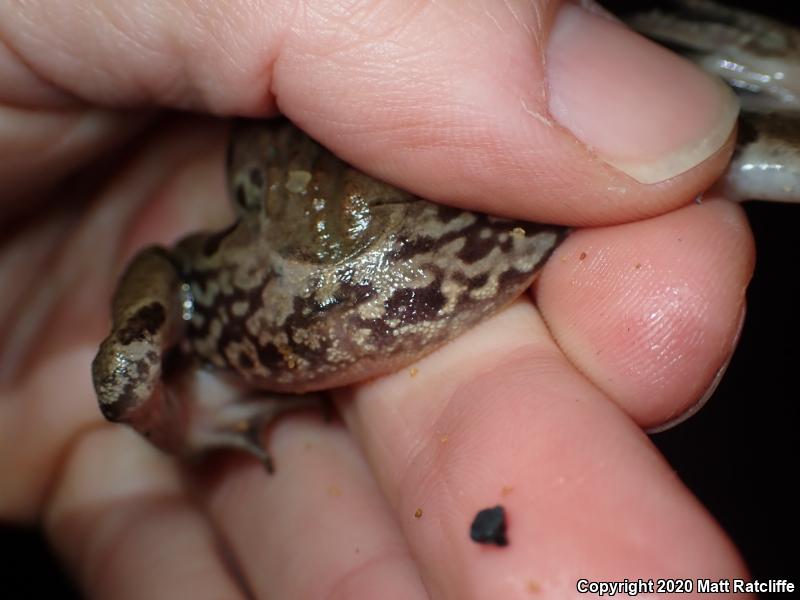 Atlantic Coast Leopard Frog (Lithobates kauffeldi)
