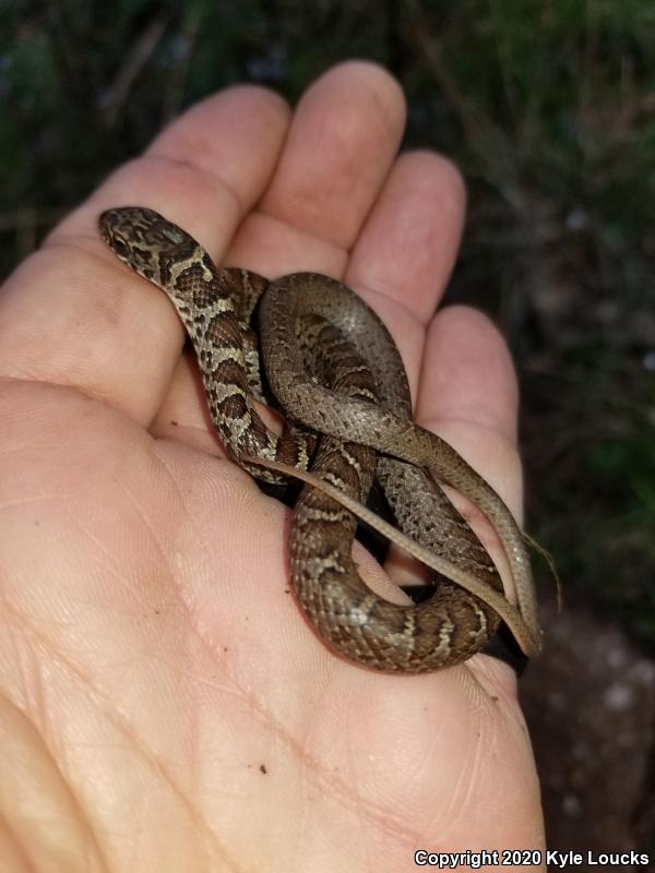 Northern  Black Racer (Coluber constrictor constrictor)