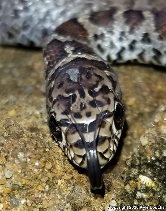 Northern  Black Racer (Coluber constrictor constrictor)