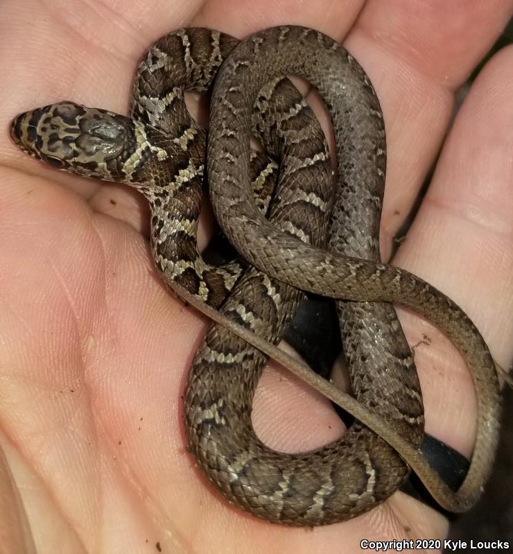 Northern  Black Racer (Coluber constrictor constrictor)