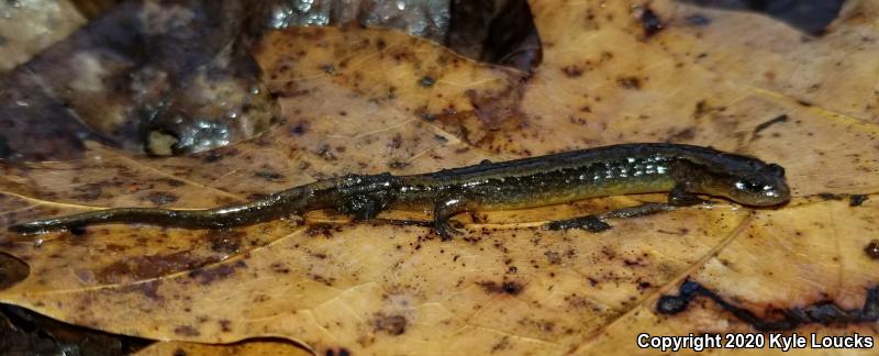 Northern Two-lined Salamander (Eurycea bislineata)