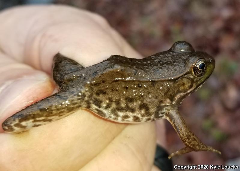 Northern Green Frog (Lithobates clamitans melanota)