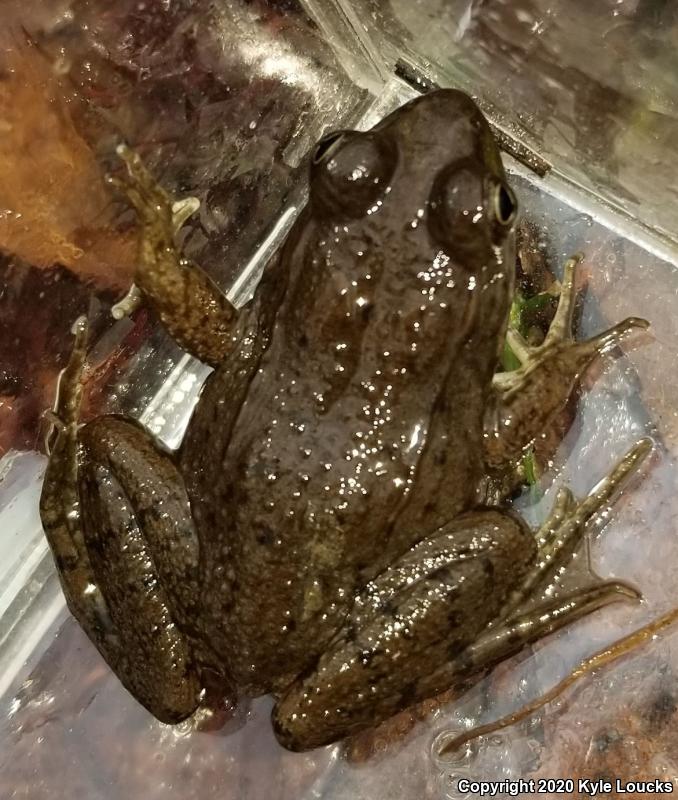 Northern Green Frog (Lithobates clamitans melanota)