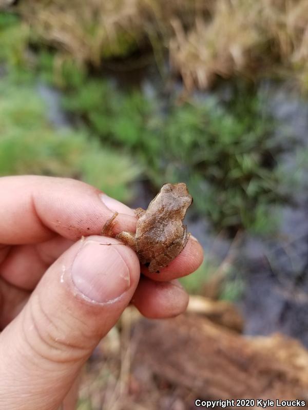 Spring Peeper (Pseudacris crucifer)