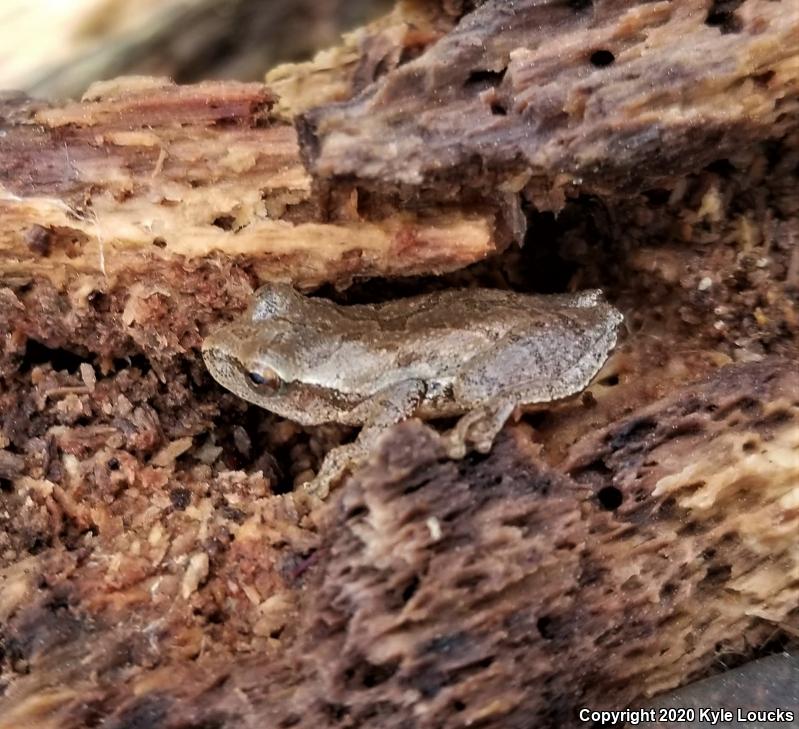 Spring Peeper (Pseudacris crucifer)