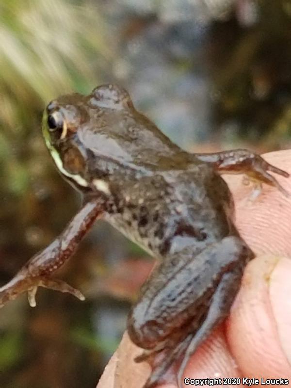 Northern Green Frog (Lithobates clamitans melanota)