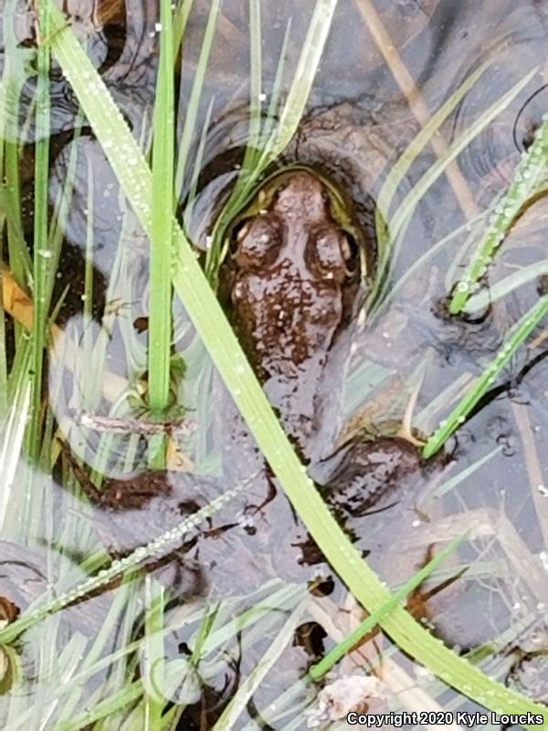 Northern Green Frog (Lithobates clamitans melanota)