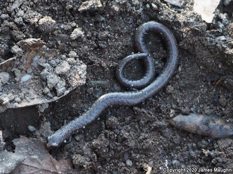 California Slender Salamander (Batrachoseps attenuatus)