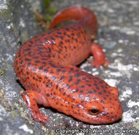 Northern Red Salamander (Pseudotriton ruber ruber)