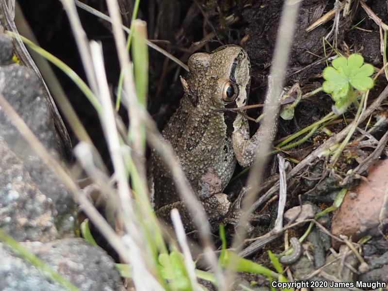 Sierran Treefrog (Pseudacris sierra)