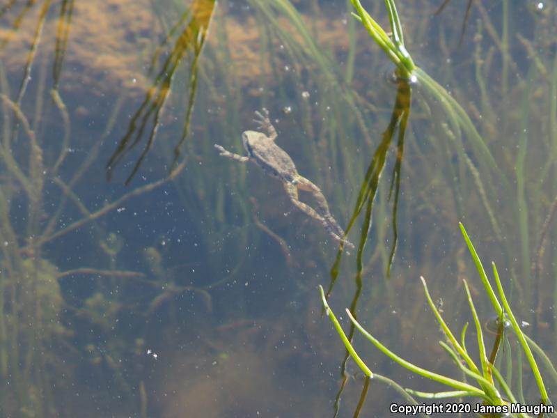 Sierran Treefrog (Pseudacris sierra)