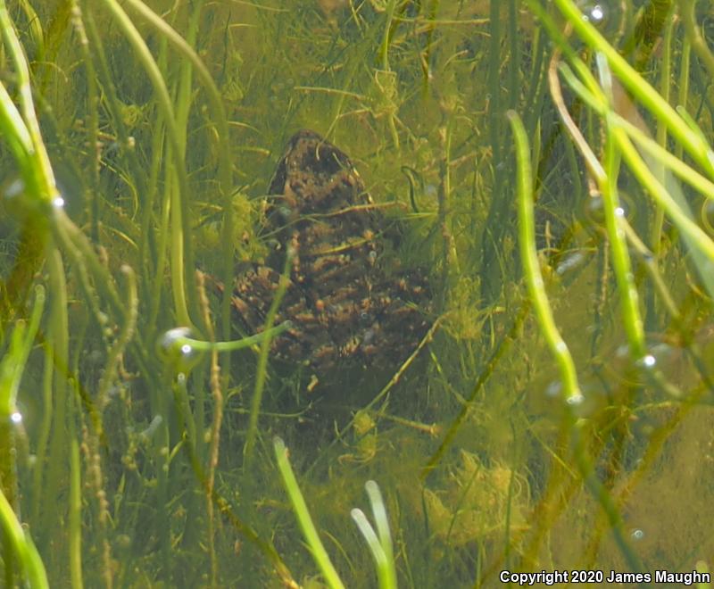 California Red-legged Frog (Rana draytonii)