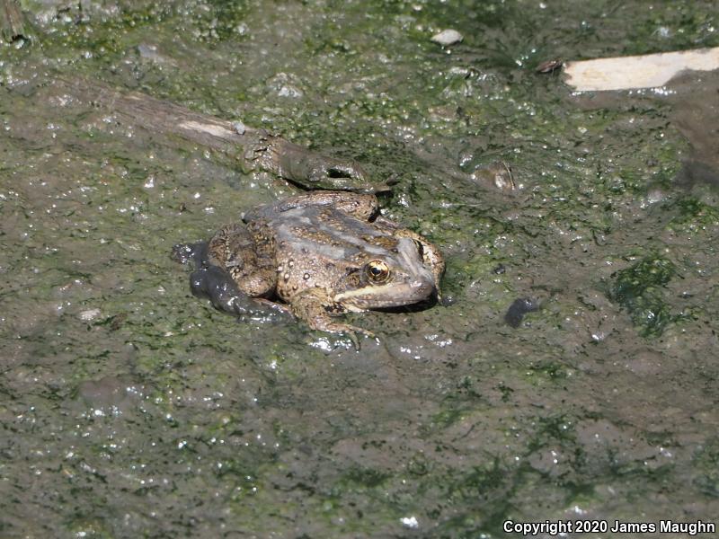 California Red-legged Frog (Rana draytonii)