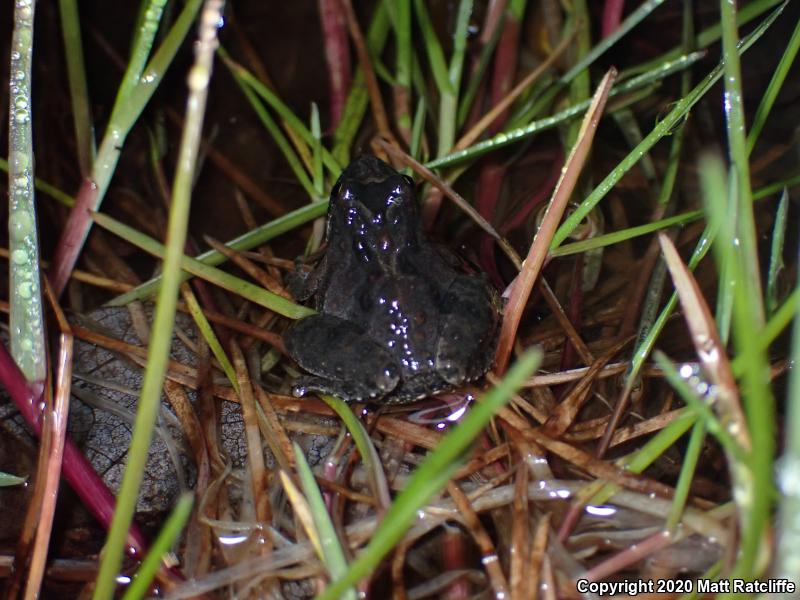 Northern Cricket Frog (Acris crepitans)