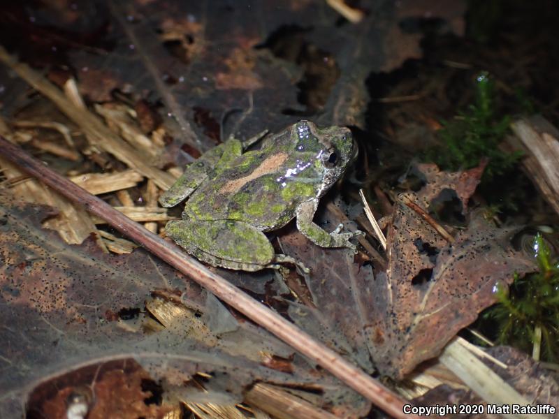 Northern Cricket Frog (Acris crepitans)