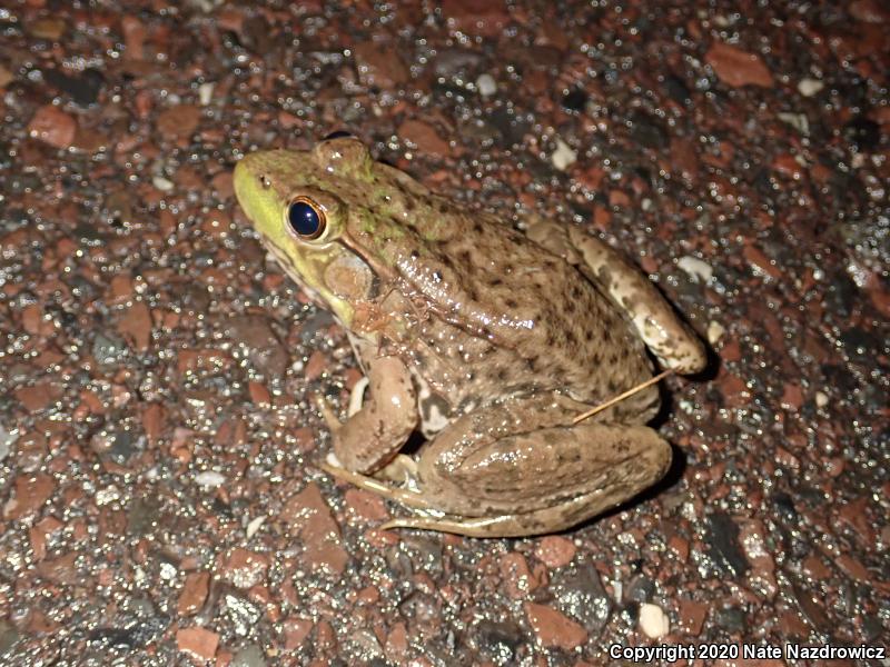 Green Frog (Lithobates clamitans)