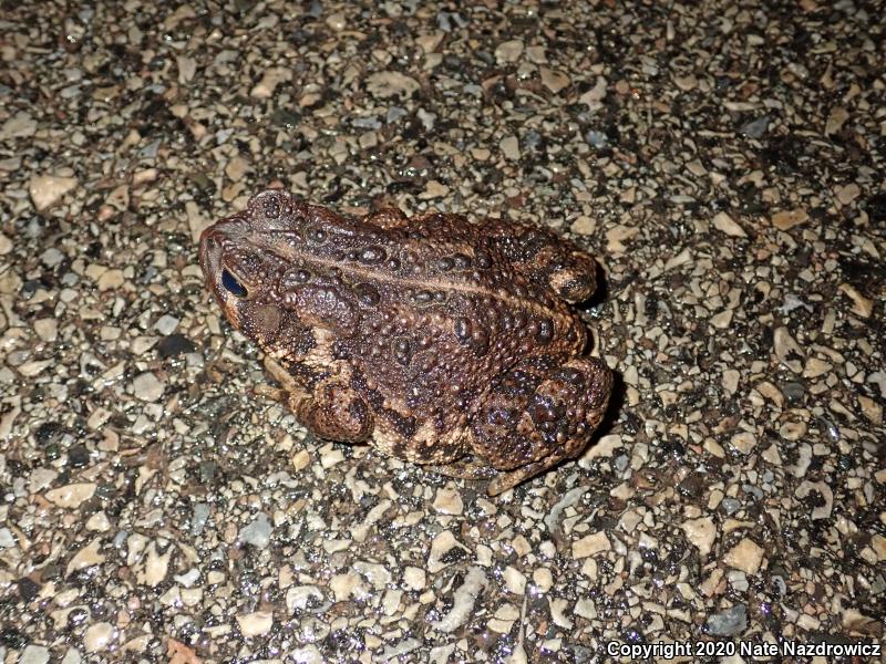 Eastern American Toad (Anaxyrus americanus americanus)