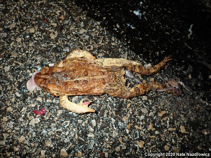 Eastern American Toad (Anaxyrus americanus americanus)