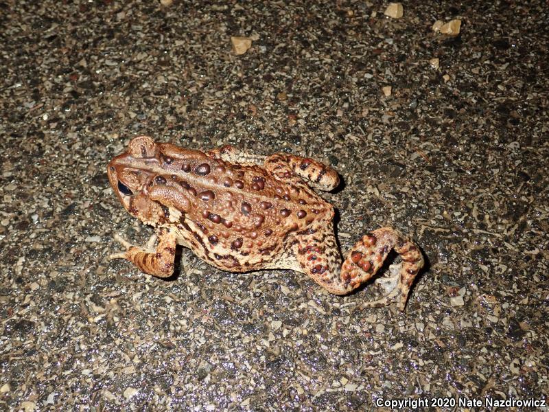 Eastern American Toad (Anaxyrus americanus americanus)