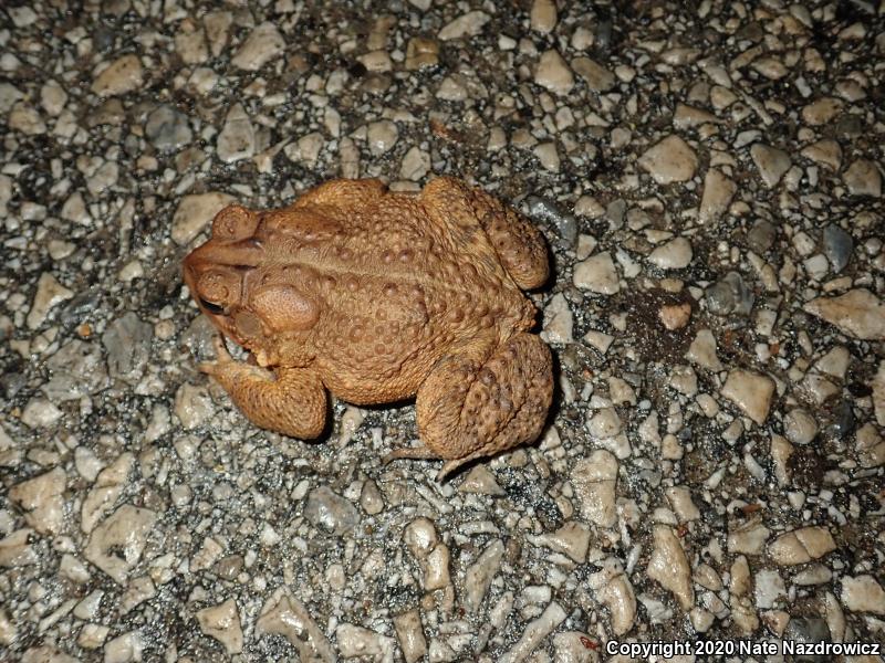 Eastern American Toad (Anaxyrus americanus americanus)