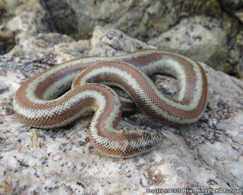 Desert Rosy Boa (Lichanura trivirgata gracia)