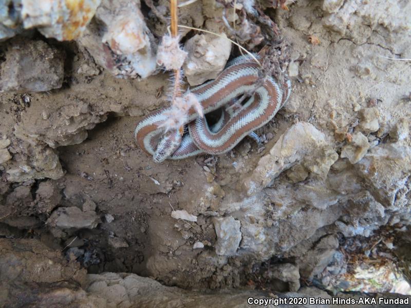 Desert Rosy Boa (Lichanura trivirgata gracia)