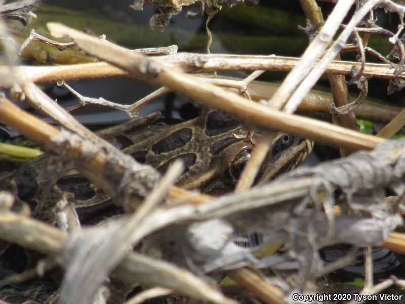 Northern Leopard Frog (Lithobates pipiens)