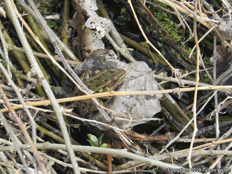 Northern Leopard Frog (Lithobates pipiens)