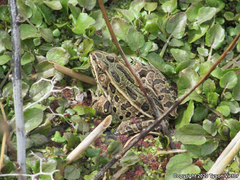 Northern Leopard Frog (Lithobates pipiens)