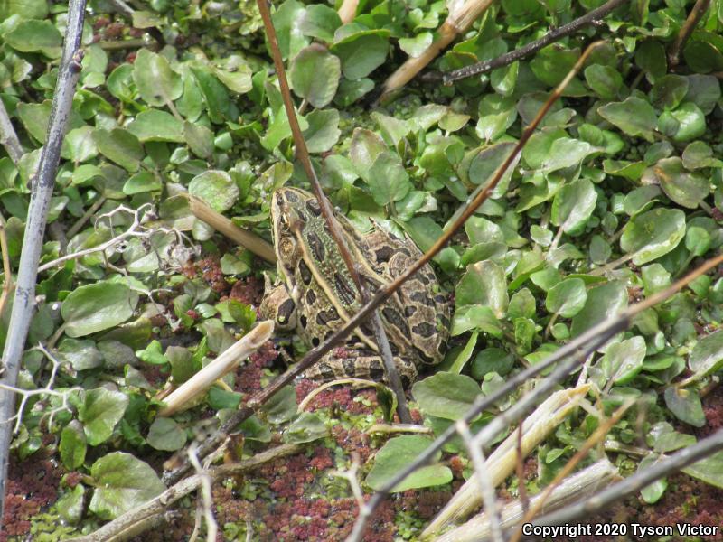 Northern Leopard Frog (Lithobates pipiens)