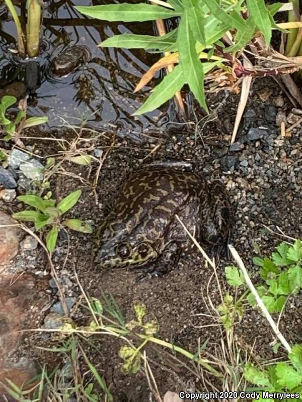 American Bullfrog (Lithobates catesbeianus)