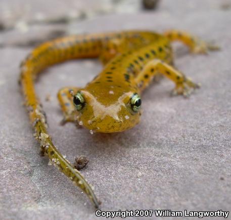 Long-tailed Salamander (Eurycea longicauda longicauda)