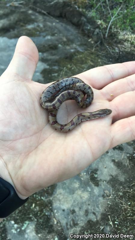 Mole Kingsnake (Lampropeltis calligaster rhombomaculata)