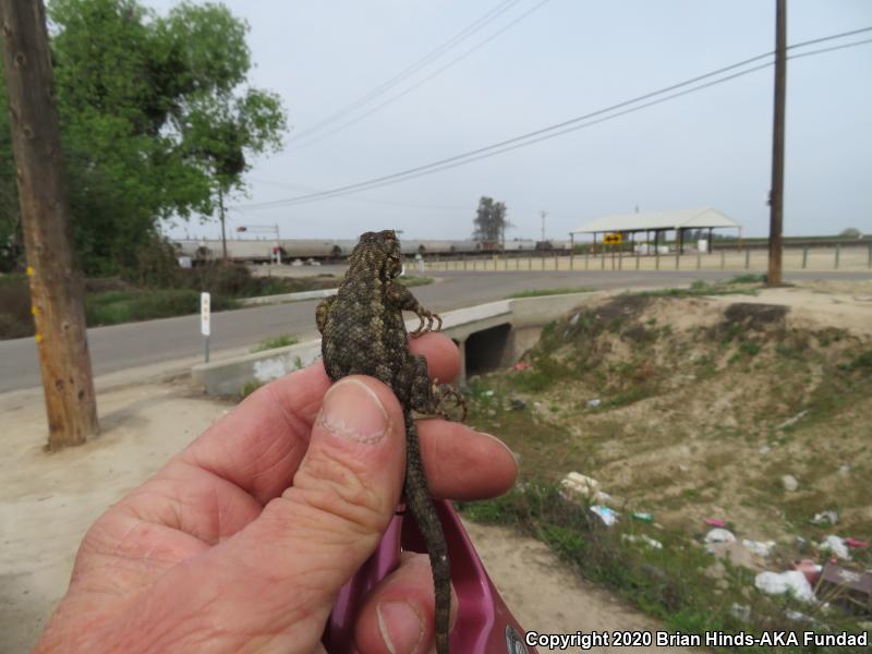 San Joaquin Fence Lizard (Sceloporus occidentalis biseriatus)