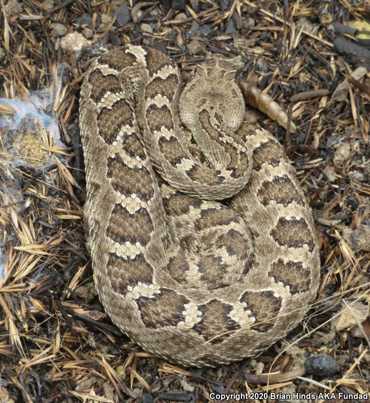 Northern Pacific Rattlesnake (Crotalus oreganus oreganus)