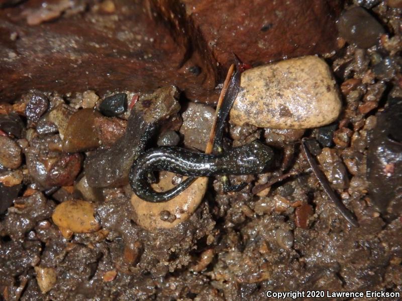 Santa Cruz Black Salamander (Aneides flavipunctatus niger)