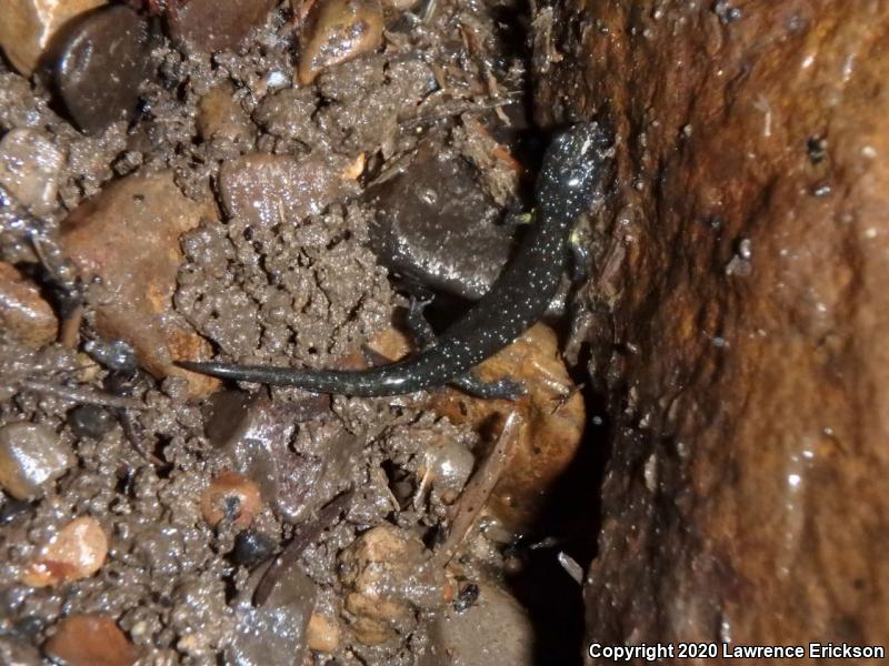 Santa Cruz Black Salamander (Aneides flavipunctatus niger)