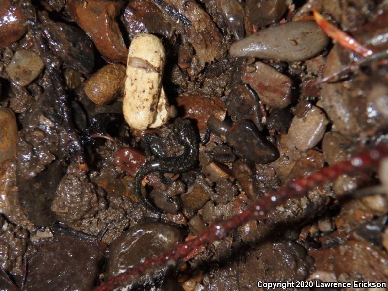 Santa Cruz Black Salamander (Aneides flavipunctatus niger)