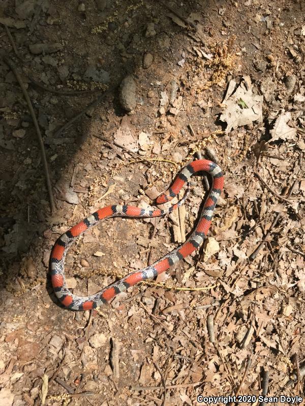 Northern  Scarletsnake (Cemophora coccinea copei)