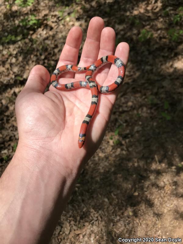 Northern  Scarletsnake (Cemophora coccinea copei)