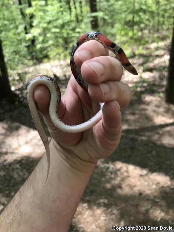 Northern  Scarletsnake (Cemophora coccinea copei)