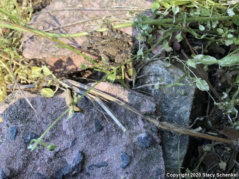 Northern Cricket Frog (Acris crepitans)