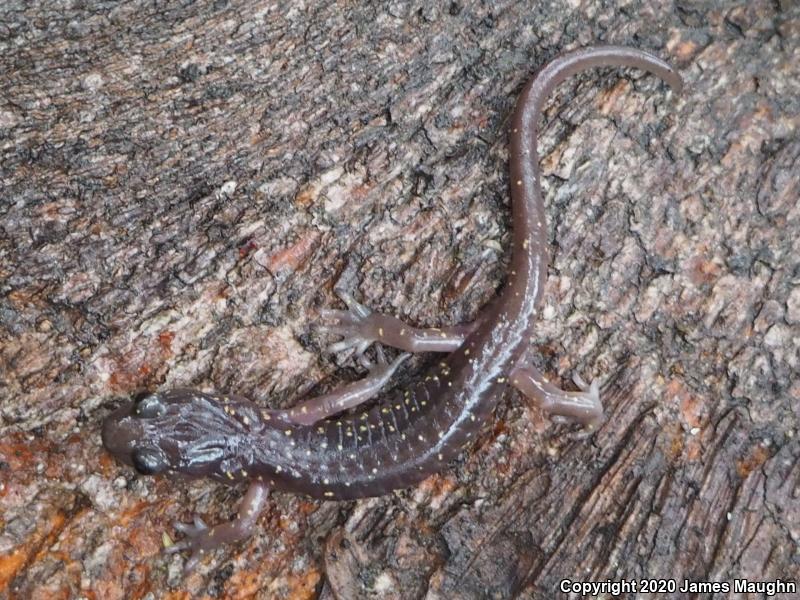 Arboreal Salamander (Aneides lugubris)